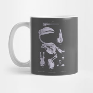 Toucan Bird Skeleton Anatomy Vintage Natural History Mug